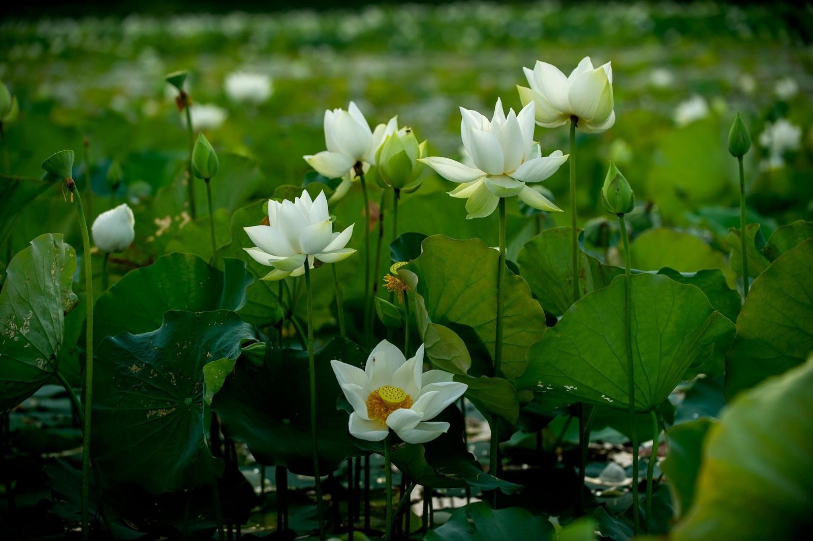 Hương sen ngào ngạt phủ kín vườn Thượng Uyển trong Đại Nội Huế — giống sen trắng triều Nguyễn